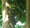  Fruits